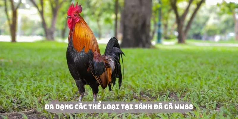 Đa dạng các thể loại để thành viên trải nghiệm